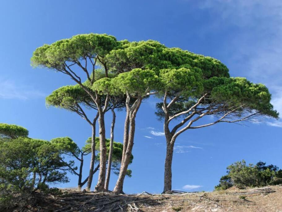 Le Petit Cote Ouest - Appt Dans Les Pins Pres De La Plage Les Sables-dʼOlonne Exteriér fotografie